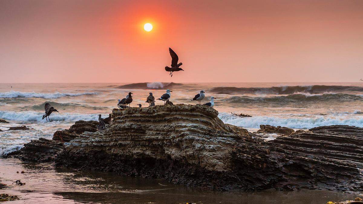 El fotógrafo Mark Nakamura tomó esta foto de gaviotas reunidas al atardecer en el Cañón Hazard en el Parque Estatal Montana de Oro, cerca de Los Osos, el jueves 19 de agosto de 2021.