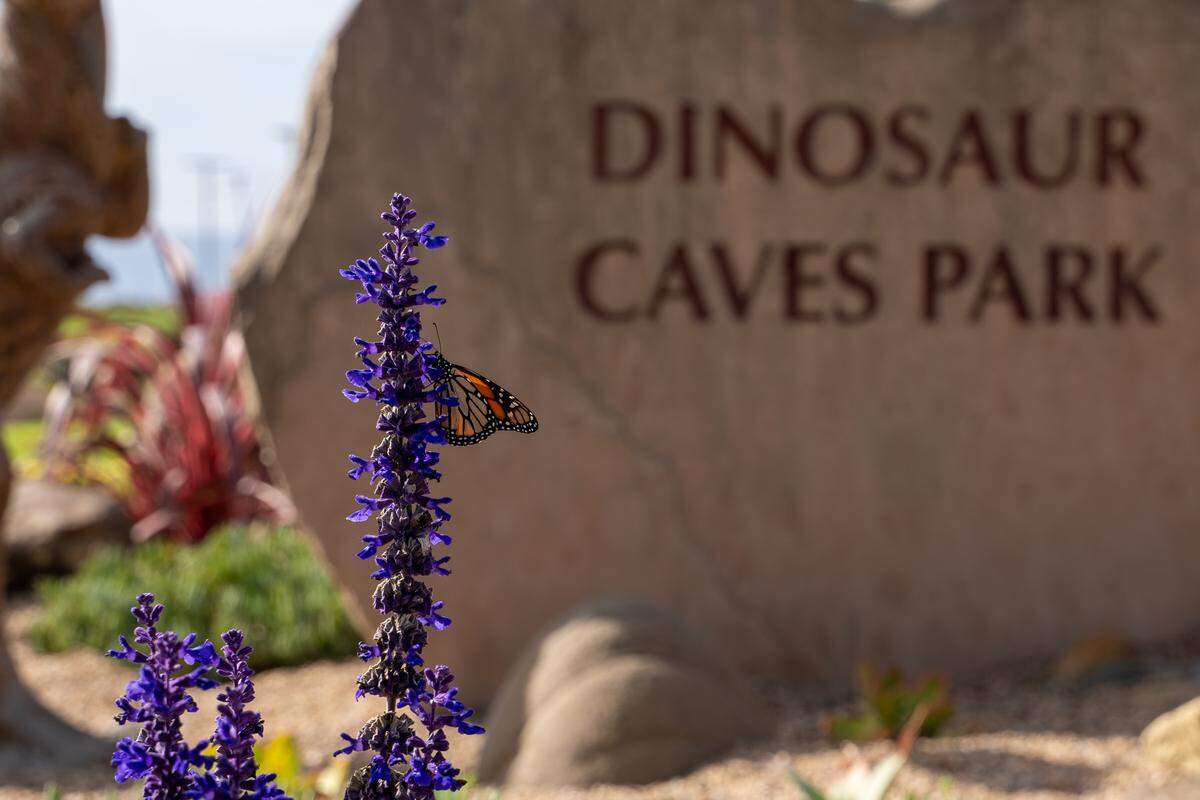 A monarch butterfly perches on a sage plant bloom at The Garden at Dinosaur Caves on Tuesday, Nov. 18, 2025. The park will hold an official ribbon-cutting on Dec. 12 to celebrate its opening.