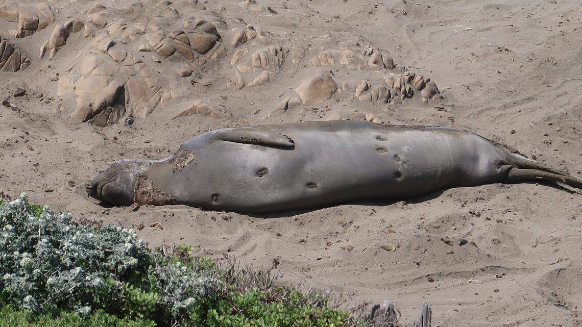 Elephant seals don't have many predators — but the ones they do attack from the deep