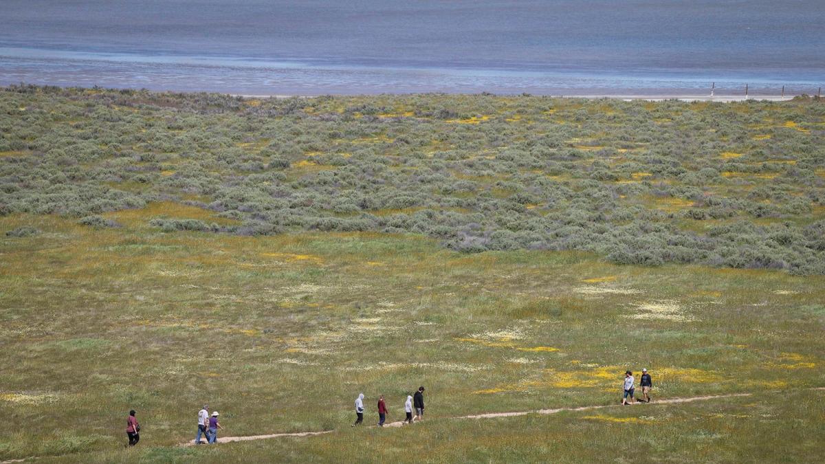 Wildflowers bloom along the Soda Lake Trail as seen from Overlook Hill at the Carrizo Plain National Monument on April 3, 2024.
