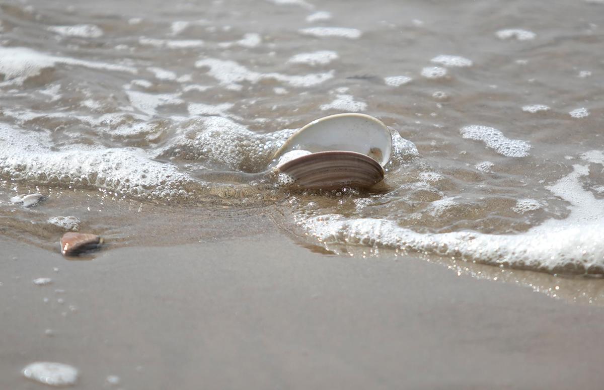 Hundreds of Pismo clams are surfacing on SLO County beaches. Dozens of seagulls were seen north of Pismo Beach Pier and at Oceano Dunes SVRA have a feast on Friday, Sept. 8, 2023.