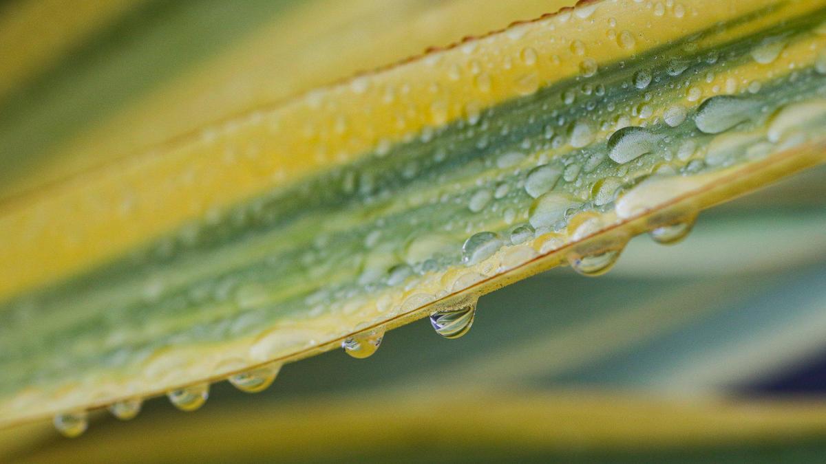 Raindrops form patterns on leaves along Marsh Street in San Luis Obispo on Monday, Sept. 19, 2022. An early-season rainstorm dropped as much as 1.5 inches of rain in parts of San Luis Obispo County.