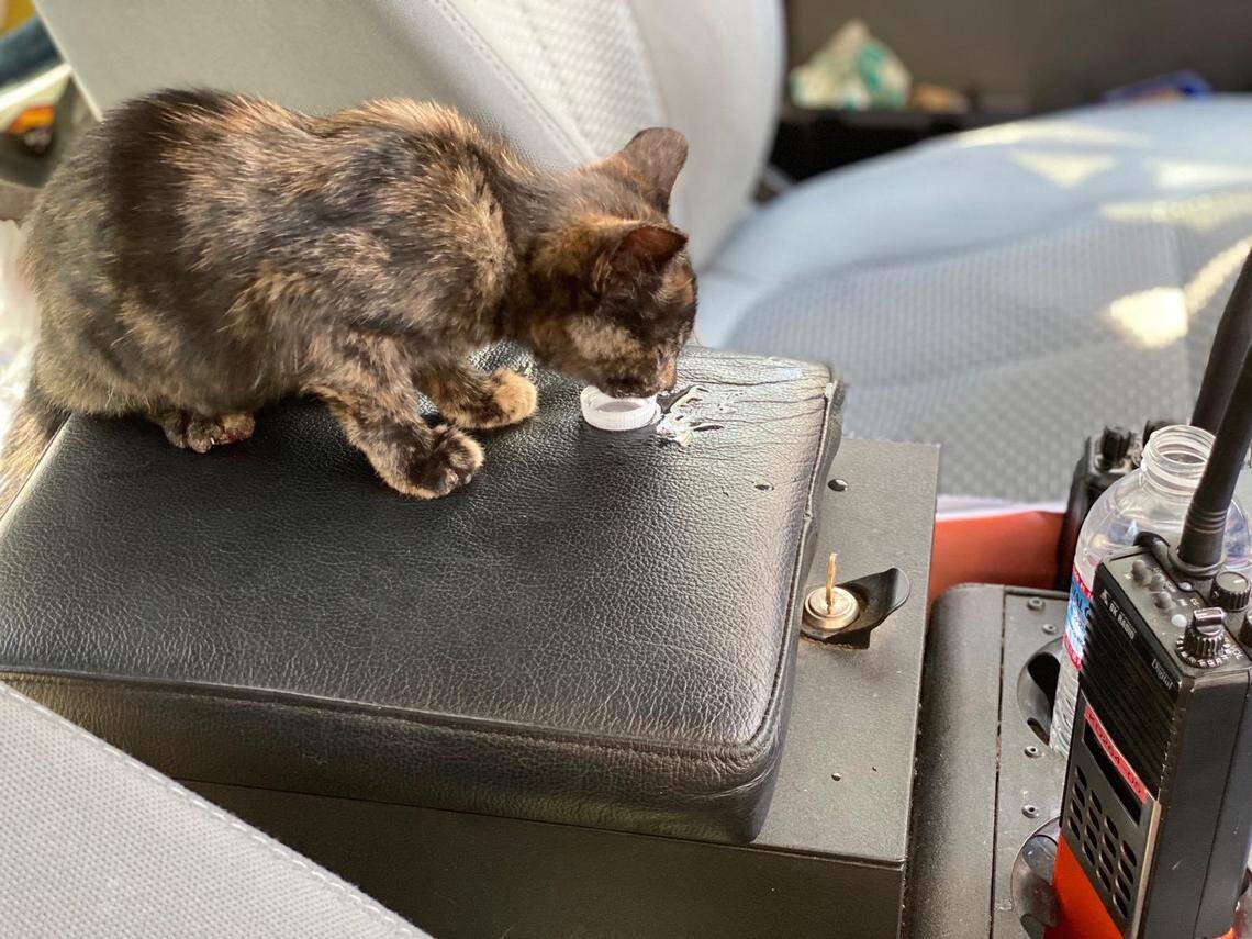 Amber Anderson, a Santa Barbara City Fire Department wildfire investigator and inspector, rescued a kitten named Bella from underneath a burned truck at the Glass Fire in Northern California. Here, Bella drinks from a bottle cap.