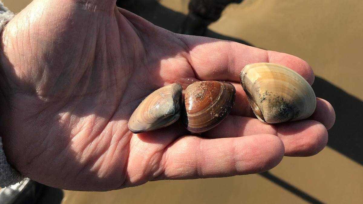 Clams can once again be found at Pismo Beach, but not of a size that can be legally harvested. Cal Poly researchers are studying the population of the clams, which vary in shell color and pattern.