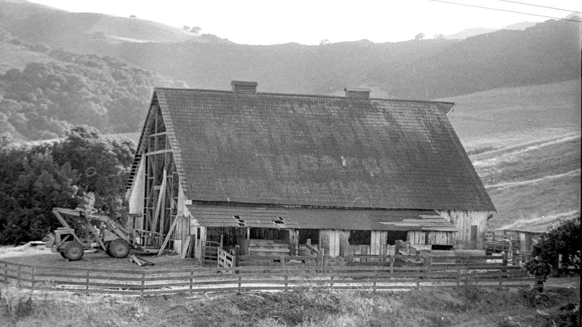 Restoration efforts were underway on the almost century old dairy barn Aug. 10, 1982. The Mail Pouch Barn on Highway 1 at the base of Bishop Peak carried a chewing tobacco advertisement on the roof for many years but it was almost gone by the early 1980s. The barn was a popular subject for artists but when the roof deteriorated it was not repainted and the advertising campaign ended a few years later.