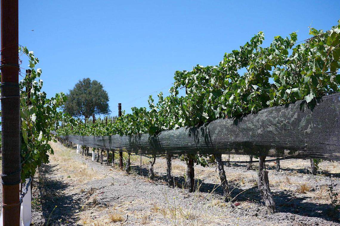 Vines growing at Booker Vineyard in Paso Robles.