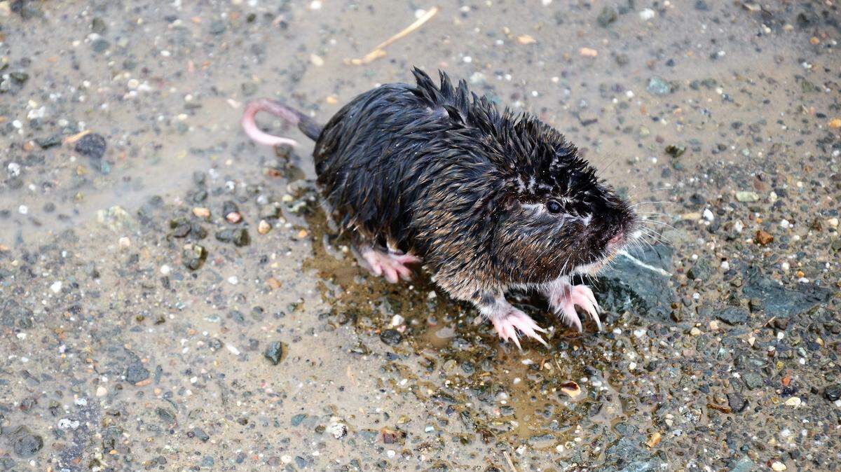 A wet pocket gopher during a Central Coast storm.