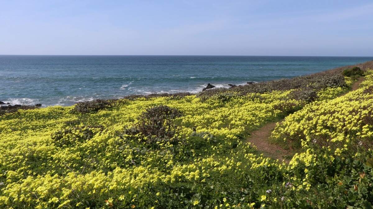 An oceanfront sweep along a Fiscalini Ranch Preserve bluff trail in Cambria was paved with oxalis, just in time for St. Patrick’s Day in 2021. Cambria photographer Michele Sherman captured this view of the sprightly mass of blooms and the sea beyond on March 5 that year. Oxalis, a flowering plant often considered a weed, is also known as false shamrock because of the shape of its trifoliate leaves. Other names include wood sorrel, yellow sorrel or sour grass.