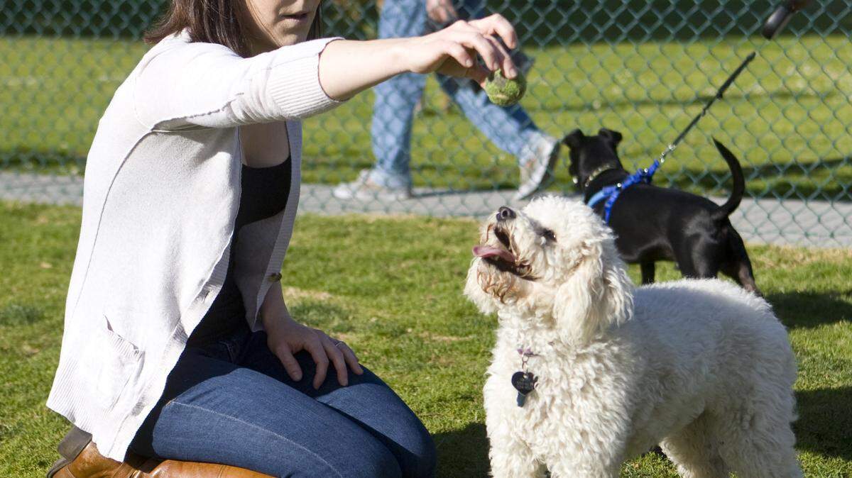 Cassandra Cox tosses a tennis ball with Abby, her Labradoodle, at the dog park at Arroyo Grande's Elm Street Park, which is adjacent to Soto Sports Complex.