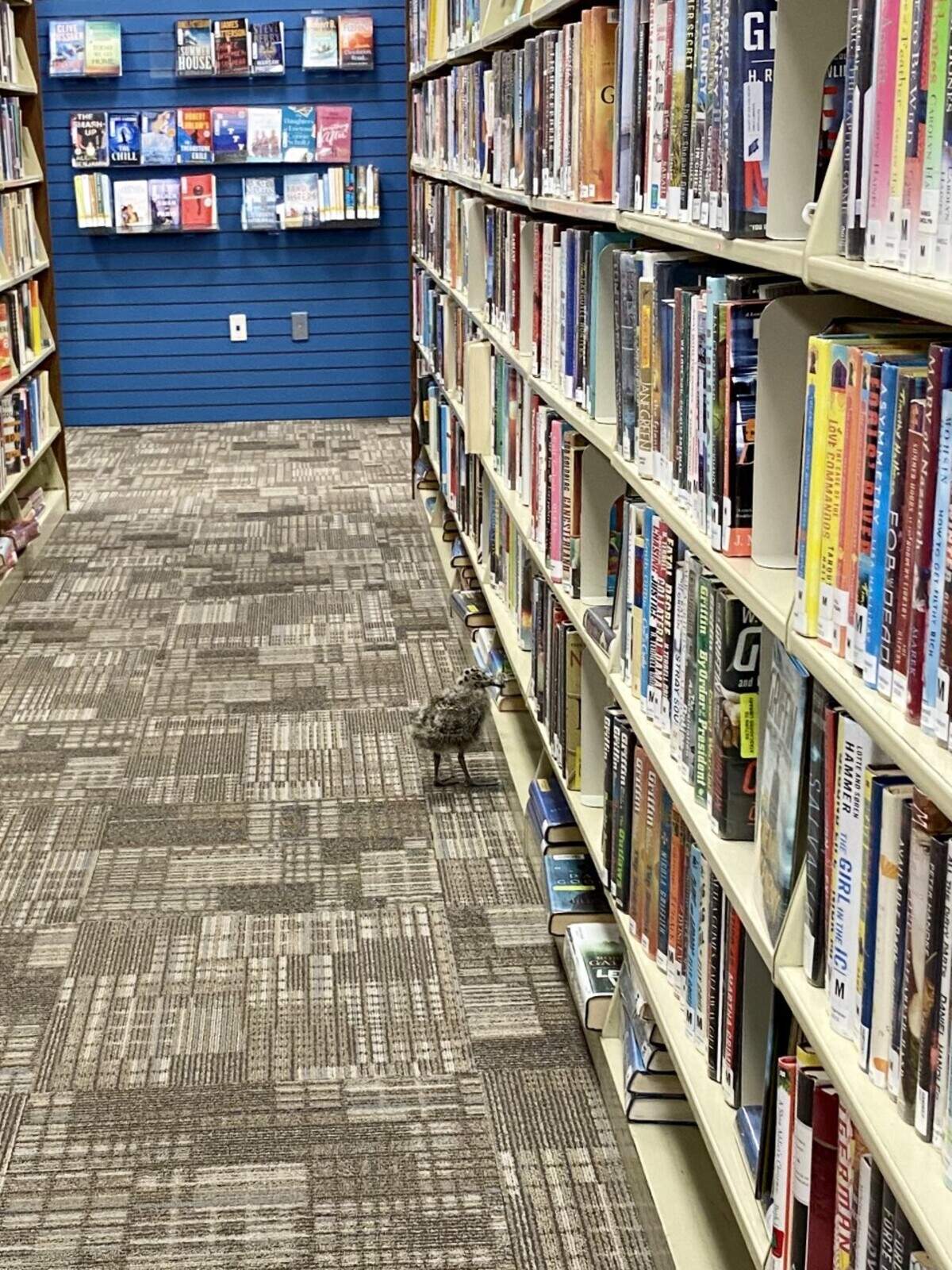 A baby seagull nicknamed Jonathan Livingston was briefly stuck in the Morro Bay Library before being rescued by Pacific Wildlife Care.