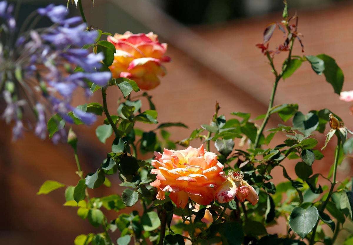 Beautiful roses line the stairs in front of the San Luis Obispo City Hall entrance.