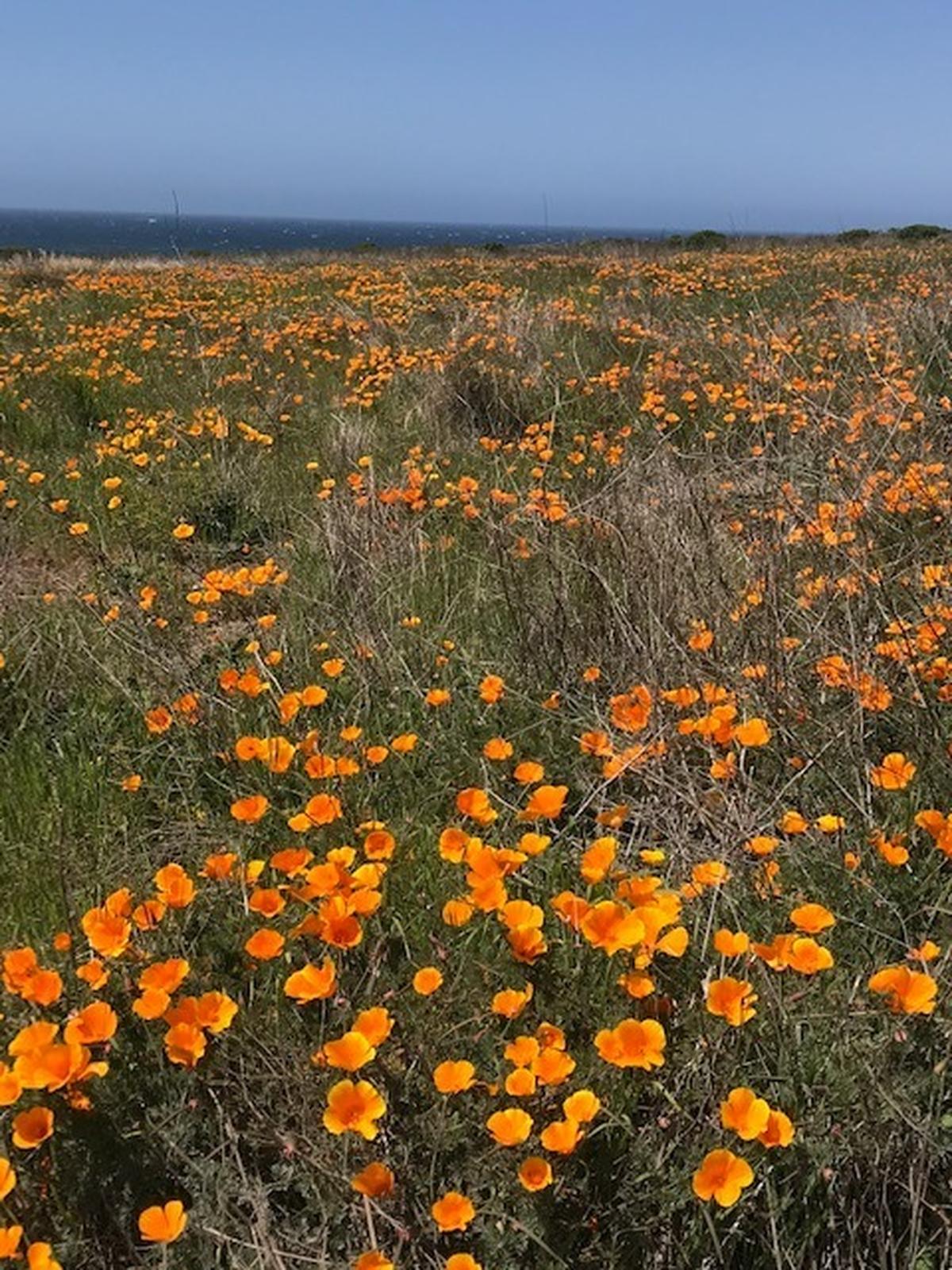 Tribune reader Michelle Apitz took this photo of California poppies at Montaña de Oro State Park on Thursday, April 8.