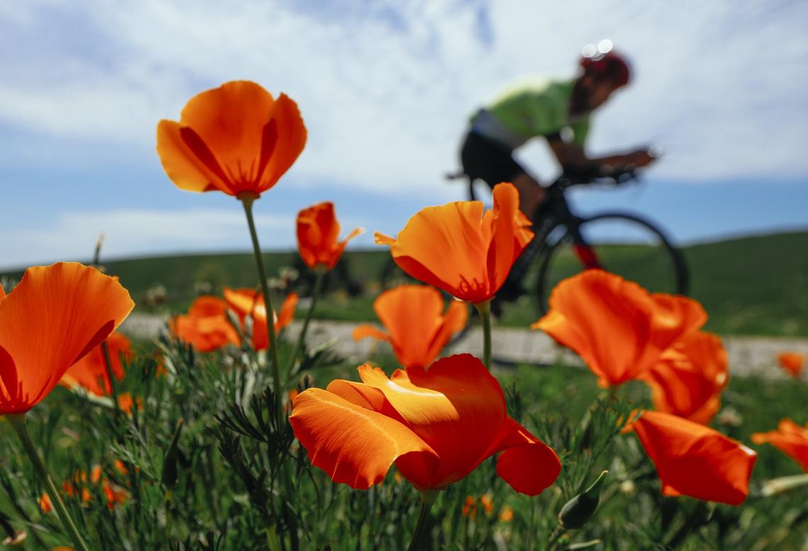 A cyclist rides past California poppies blooming along Orcutt Road in San Luis Obispo.
