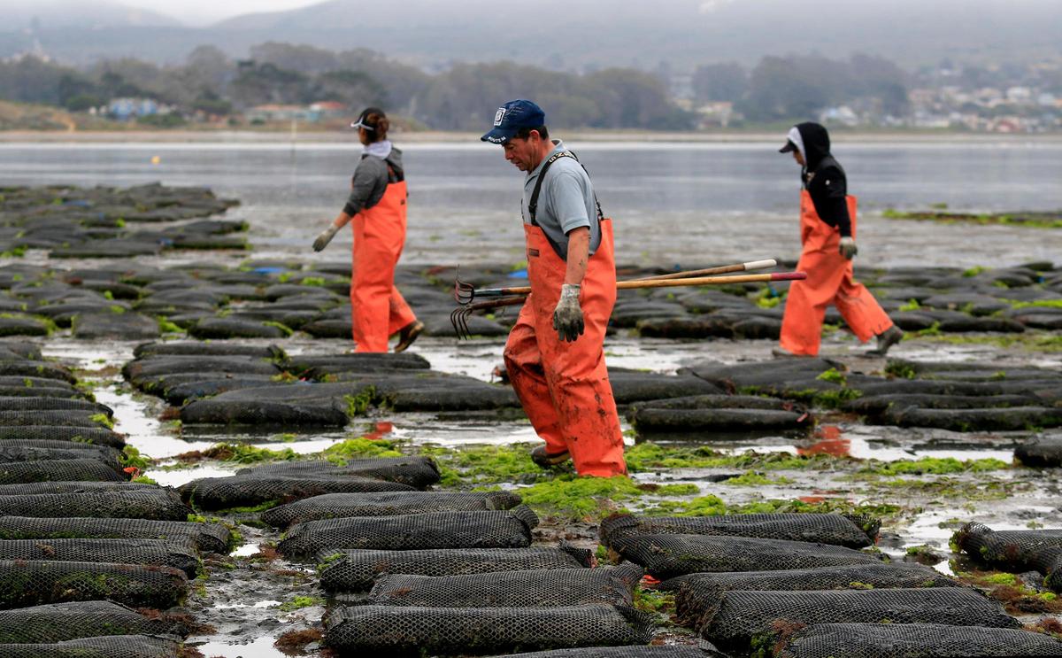Oyster farmers Carolina Hernandez, left, Raul Tapia, and Jenny Sorto walk among the oyster beds at Morro Bay’s Grassy Bar Oyster Co.