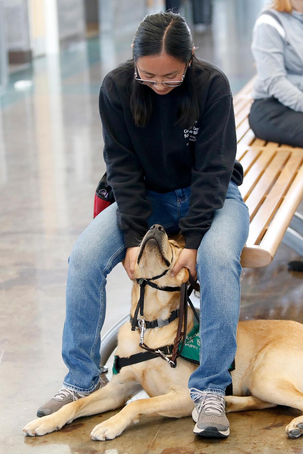 Cal Poly Animal Science major Ruby Ames waits to take her Labrador retreiver Hughes on an Alaska Airlines jet for training. Guide Dogs for the Blind puppy raisers led guide dogs in training through San Luis Obispo County Regional Airport on May 3, 2025, to learn classic functions of an airport and familiarize themselves with noises and security.