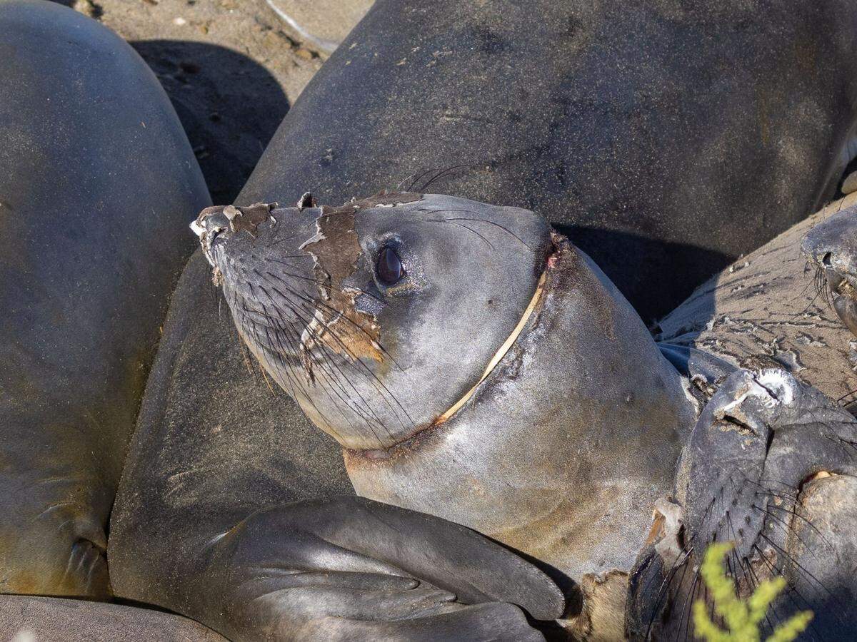 Necklace, an elephant seal with plastic wrapped around her neck, rests on the beach at high tide on May 6, 2024. A Marine Mammal Center team was able to remove the plastic after isolating and sedating the seal.