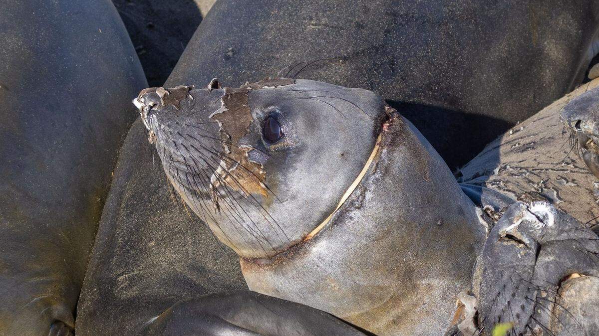 Necklace, an elephant seal with plastic wrapped around her neck, rests on the beach at high tide on May 6, 2024. A Marine Mammal Center team was able to remove the plastic after isolating and sedating the seal.