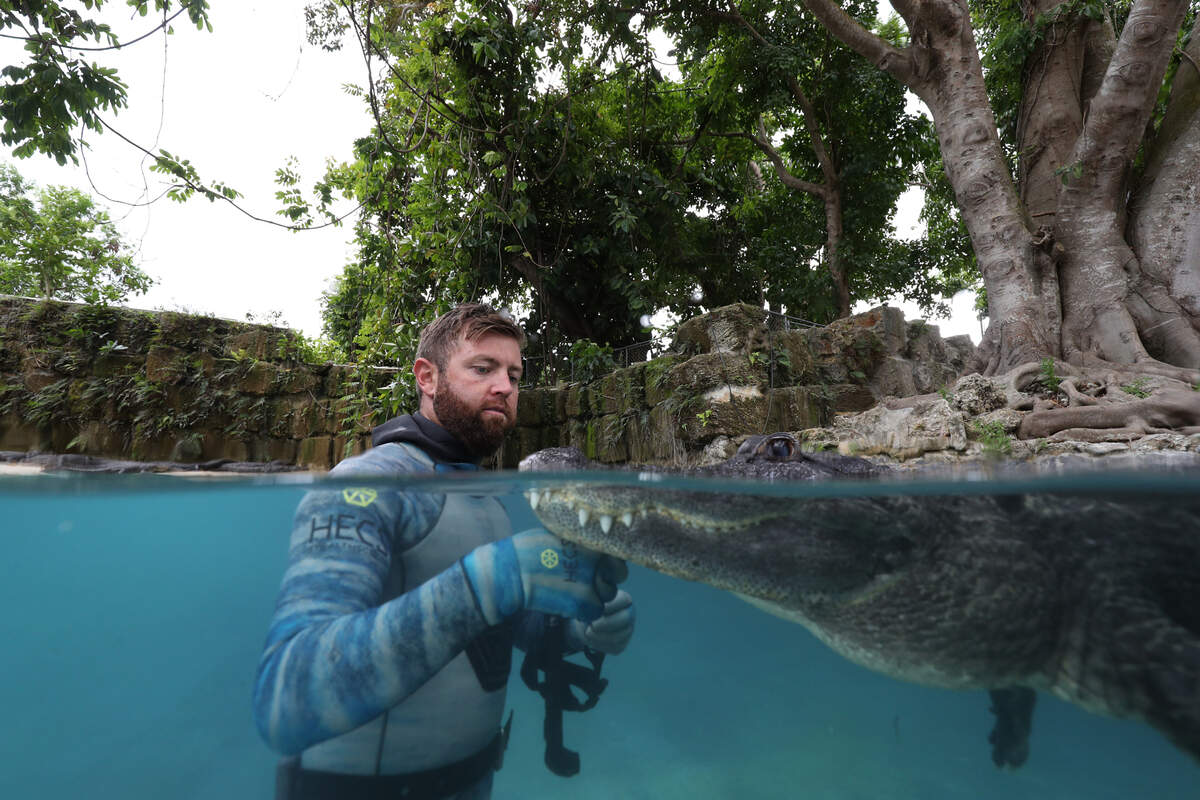 Forrest Galante works with Casper, a nuisance alligator that was rescued and taken to the Florida Everglades outpost instead of being euthanized. The Santa Barbara resident hosts the Animal Planet series “Extinct or Alive.” 