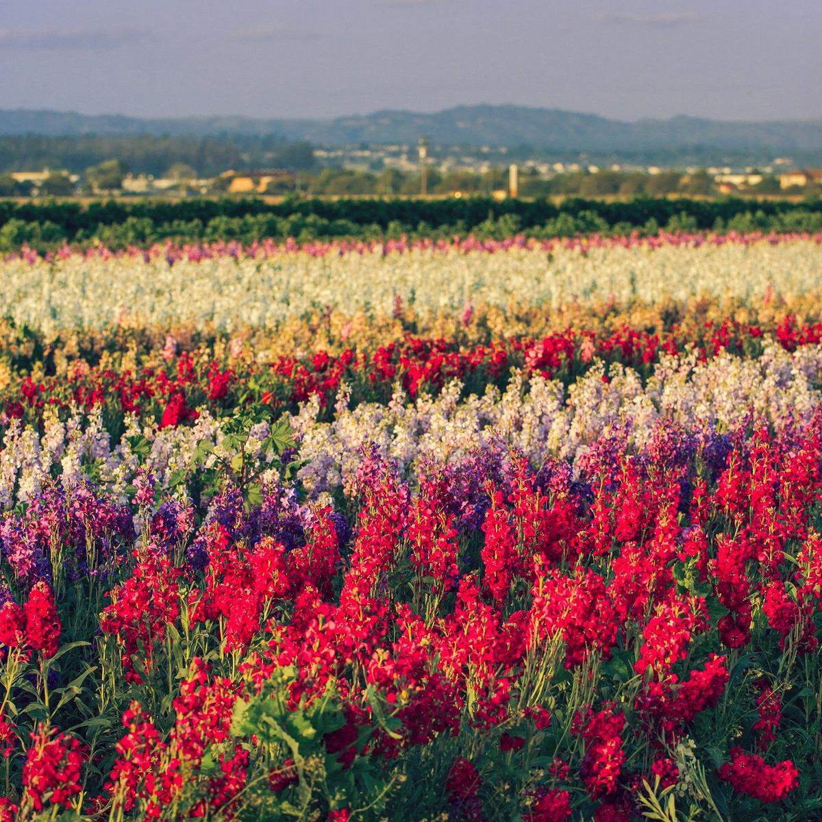 Lompoc Valley fields of red bottle brush at their peak in 1965.