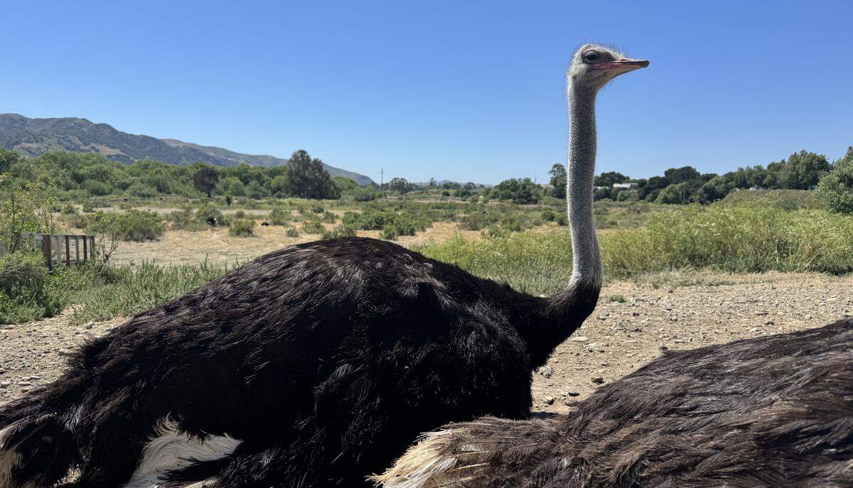 One ostrich sitting next to another ostrich that is slightly cut out of the frame.