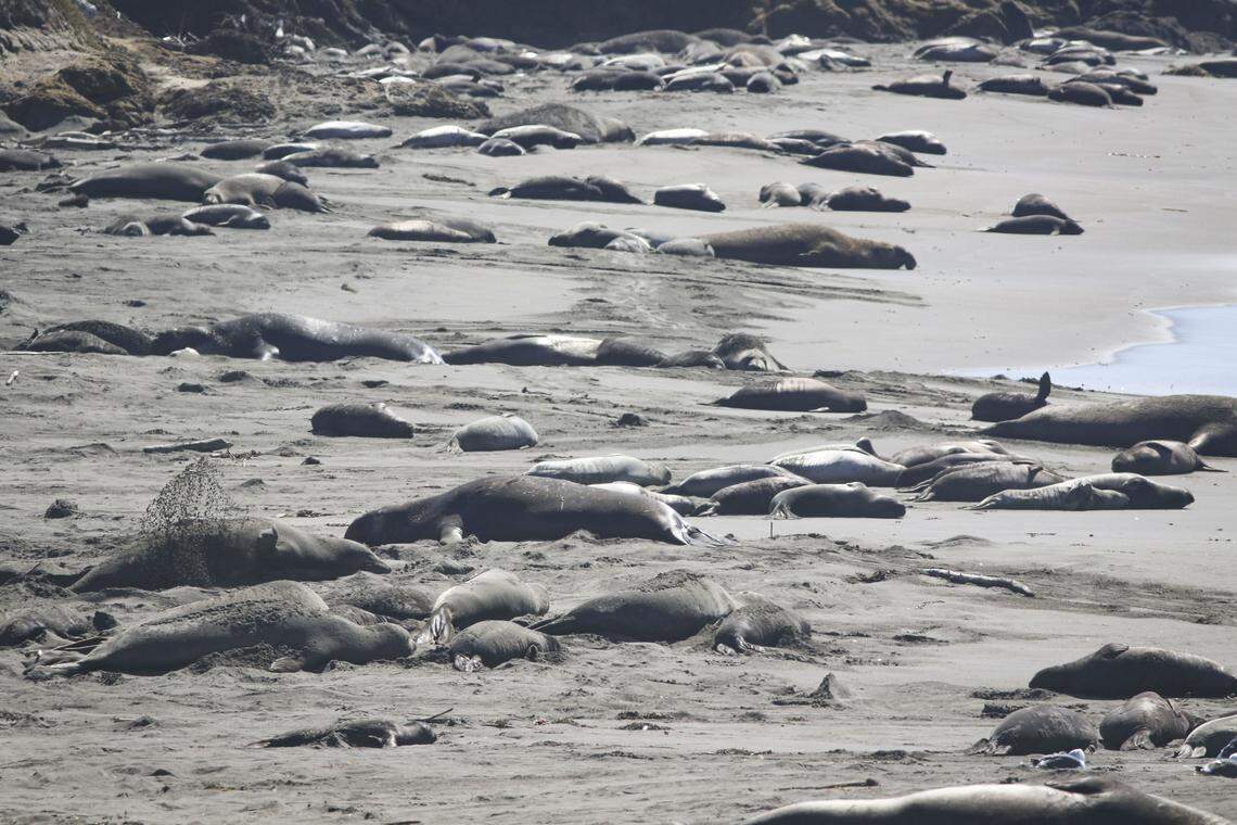 The elephant seal rookery was thinning out near the Piedras Blancas Lighthouse on March 3, 2026. Adult females were leaving behind weaned pups who will learn to swim in near-shore waters. Molting season, when seals shed old fur and skin, will begin at the end of the month.