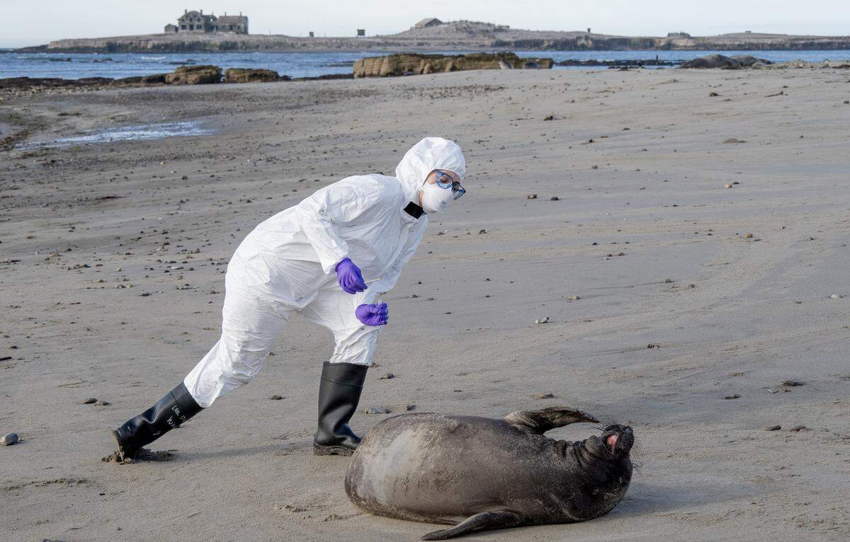 UC Santa Cruz researcher in Hazmat suit examining elephant seal pup, Ano Nuevo State Park, California.