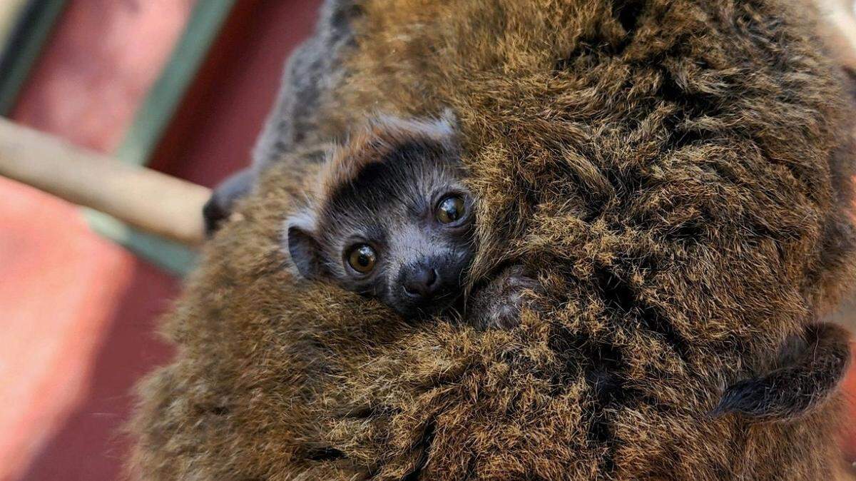 A mongoose lemur was born at the Charles Paddock Zoo in Atascadero in early April 2024. Mongoose lemurs are considered a “critically endangered” species due to deforestation and poaching, according to the International Union for Conservation of Nature’s Red List.