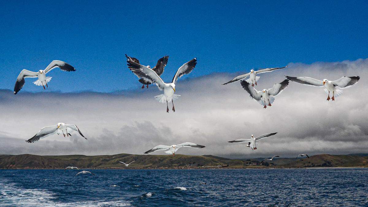 Seagulls soaring over the Central Coast