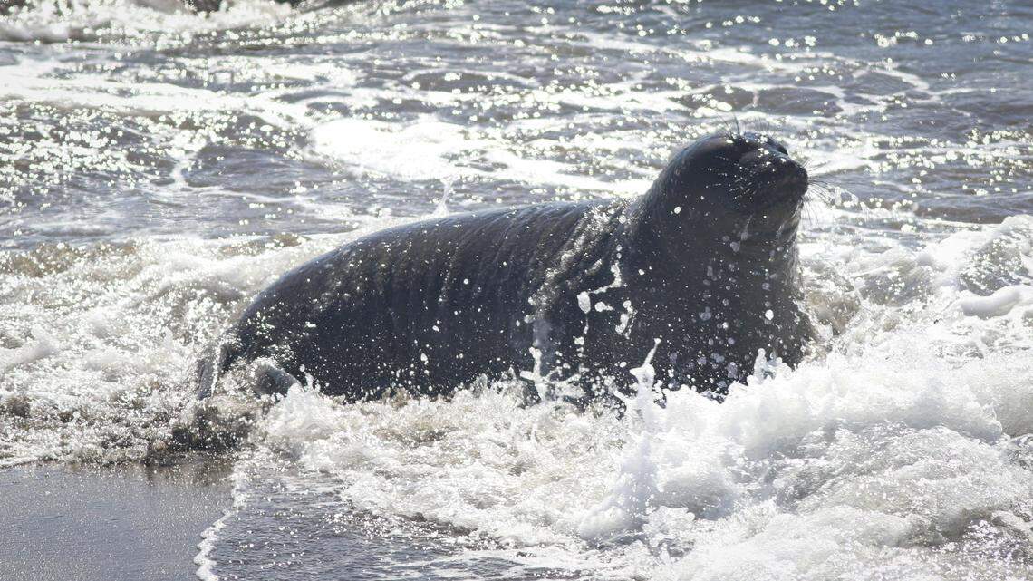 A wave splashes a juvenile elephant seal near the Piedras Blancas Lighthouse on March 3, 2026. Adult females are leaving behind weaned pups who will learn to swim in the near-shore waters. Molting season, when the seals shed old fur and skin, will begin at the end of the month.