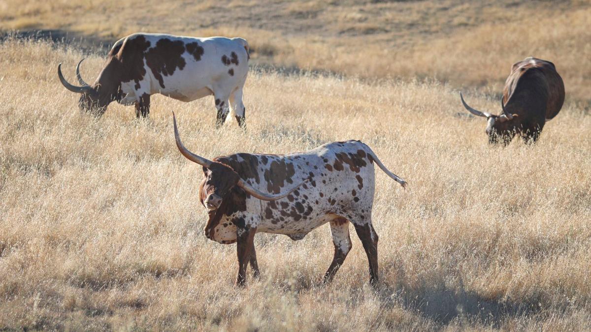 A longhorn shakes its head grazing on a ranch west of Highway 101 on June 26, 2024.