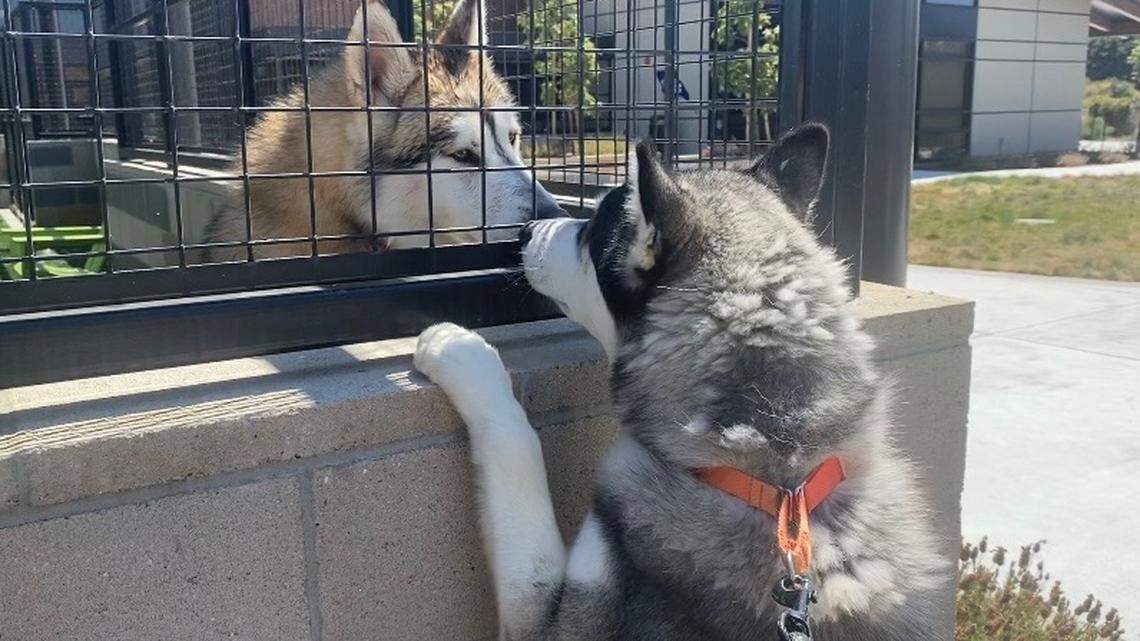 Love huskies? SLO County shelter has 6 fluffy dogs looking for new homes