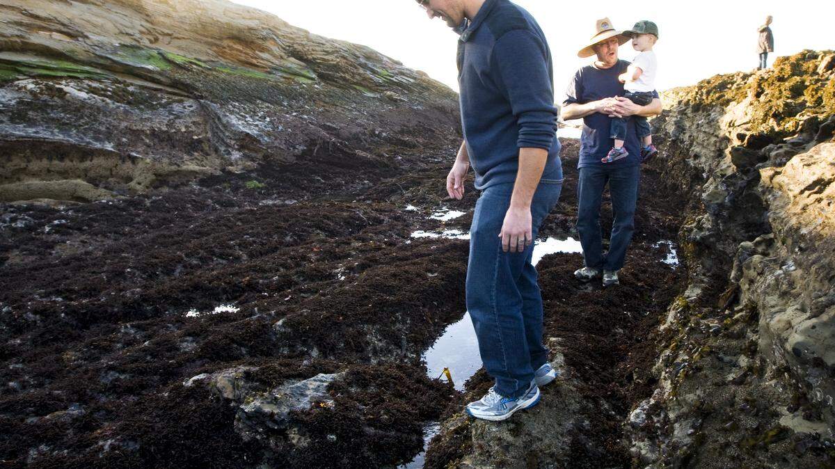 Richard Ripperger, left, his father-in-law Scott Sill, and son Noah, 2, from Bakersfield scramble along the tide pools during an extreme low tide at Montaña de Oro on Tuesday, Dec. 31.