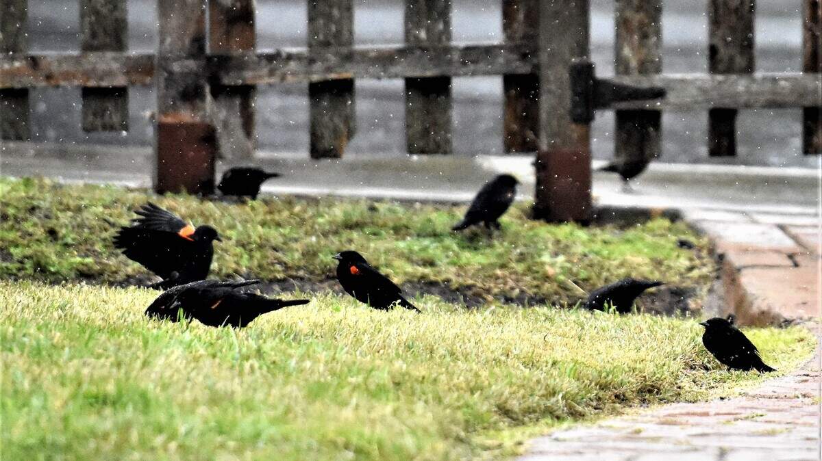 Blackbirds frolic in the rain Saturday in Los Osos.