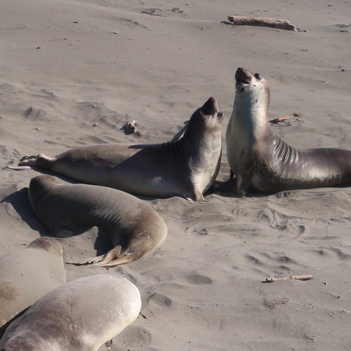 These young males take each other on, but the other seals ignore them.