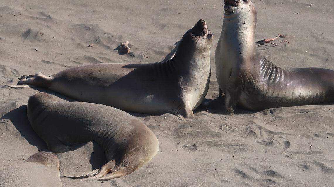 Young elephant seals practice fighting at SLO County beach. See their tussling