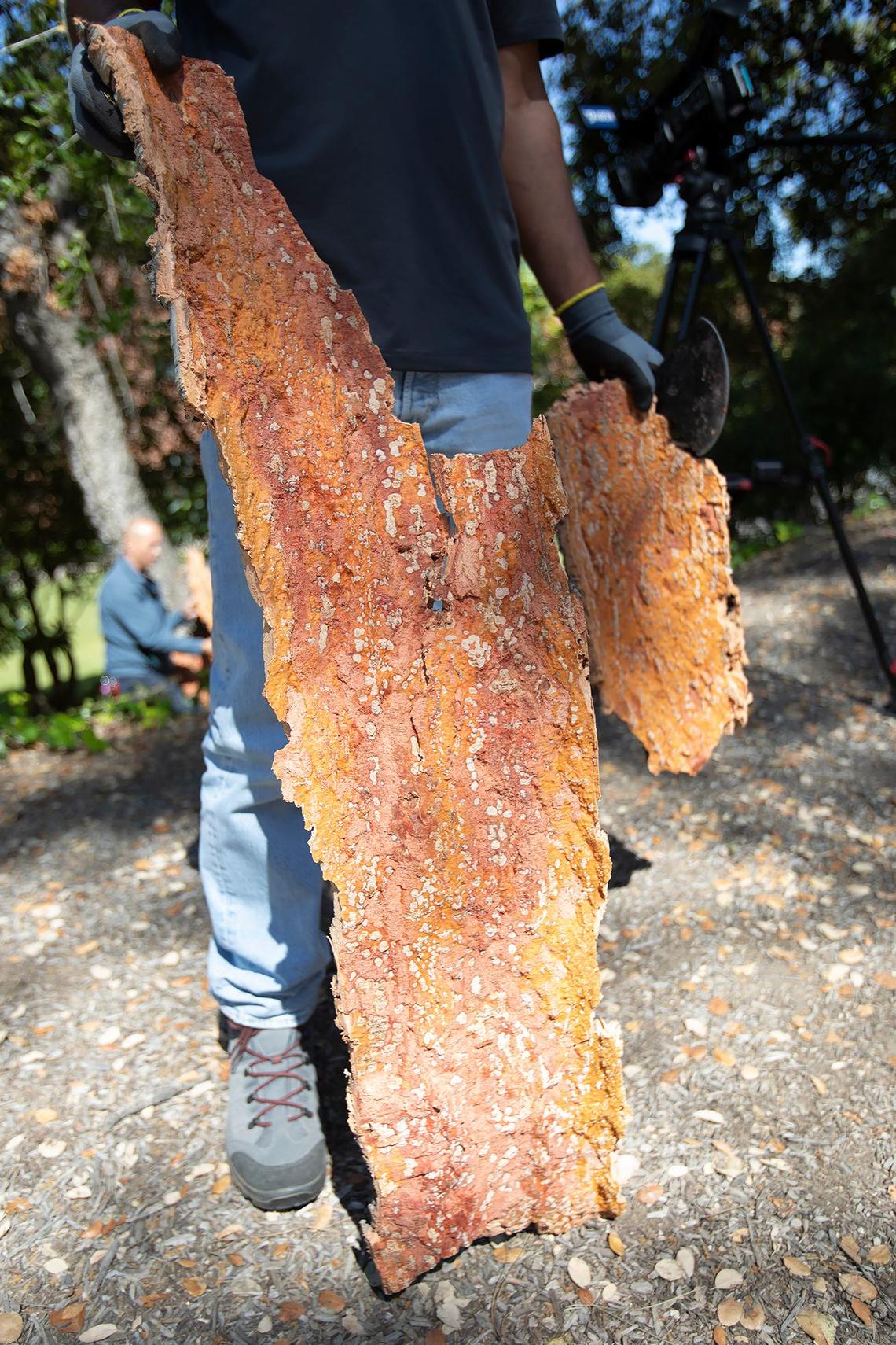 Cal Poly hosted a demonstration of a rare harvest of a cork oak tree, which grows on the San Luis Obispo campus, on Tuesday, May 28, 2024. The inside of the cork bark is brightly colored and cool to the touch.