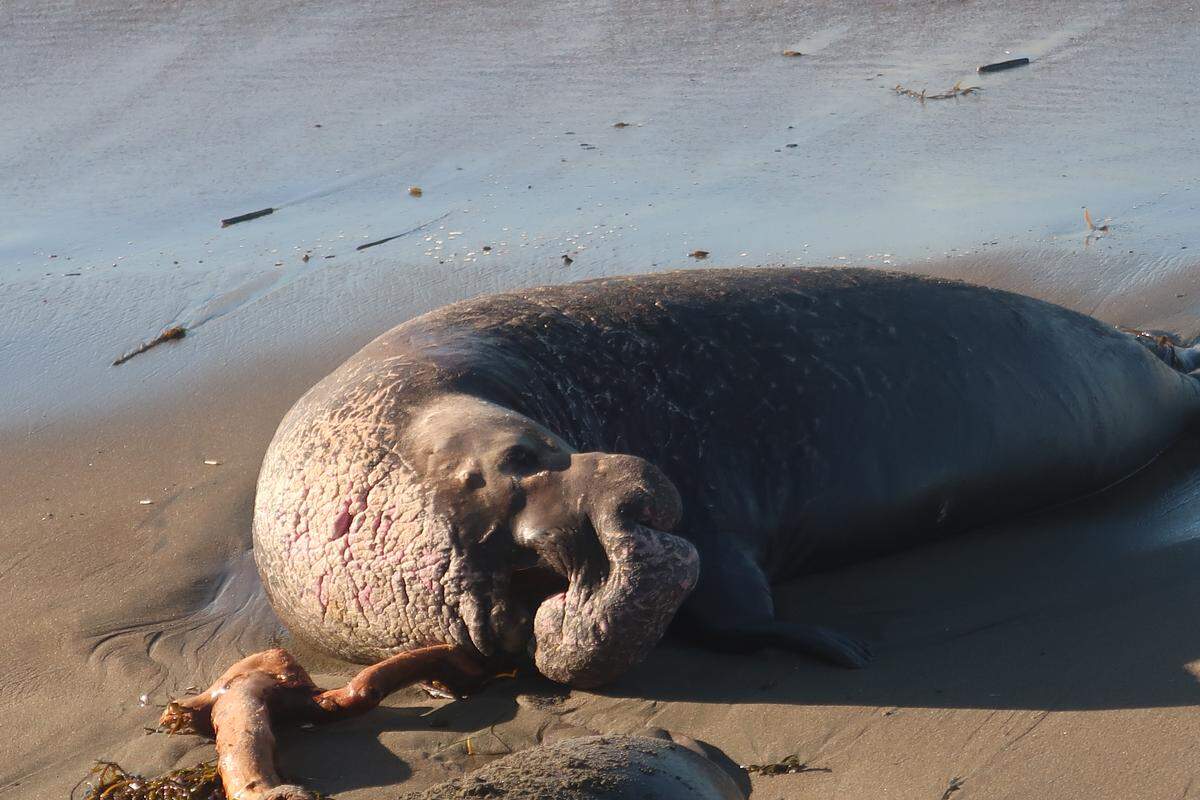 This senior elephant seal bull’s nose is long, with a prominent crease, meaning he has seen many seasons on the beach at Piedras Blancas. Pictured in 2023.