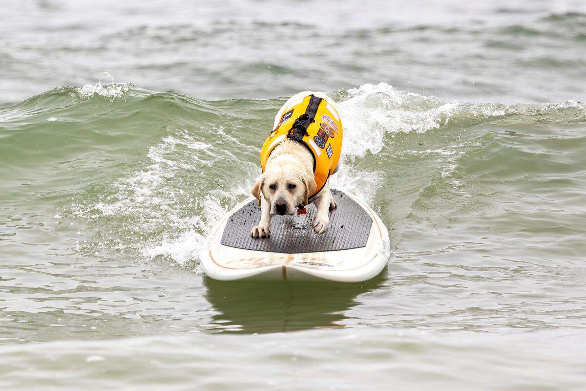 The World Dog Surfing Championships Exhibition Tour took over Pismo Beach on May 2, 2026. Labrador Pancho catches a wave.