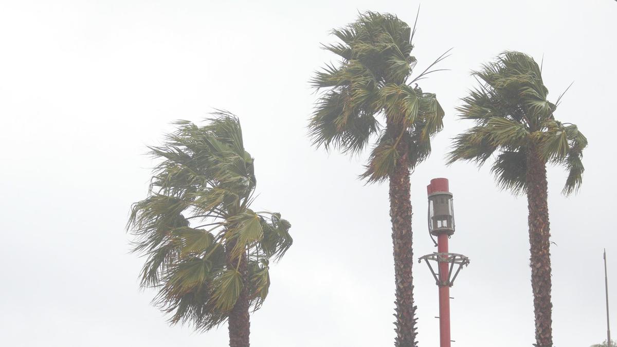 Palm trees bend in the wind Wednesday next to the former fire station, now Community Services District offices, in Avila Beach as a major winter storm hit San Luis Obispo County.