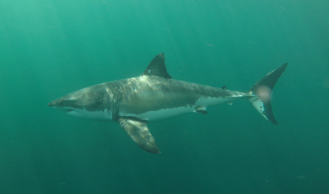 A great white shark swims in the ocean waters near Diablo Cove, off the shore of Diablo Canyon nuclear power plant.
