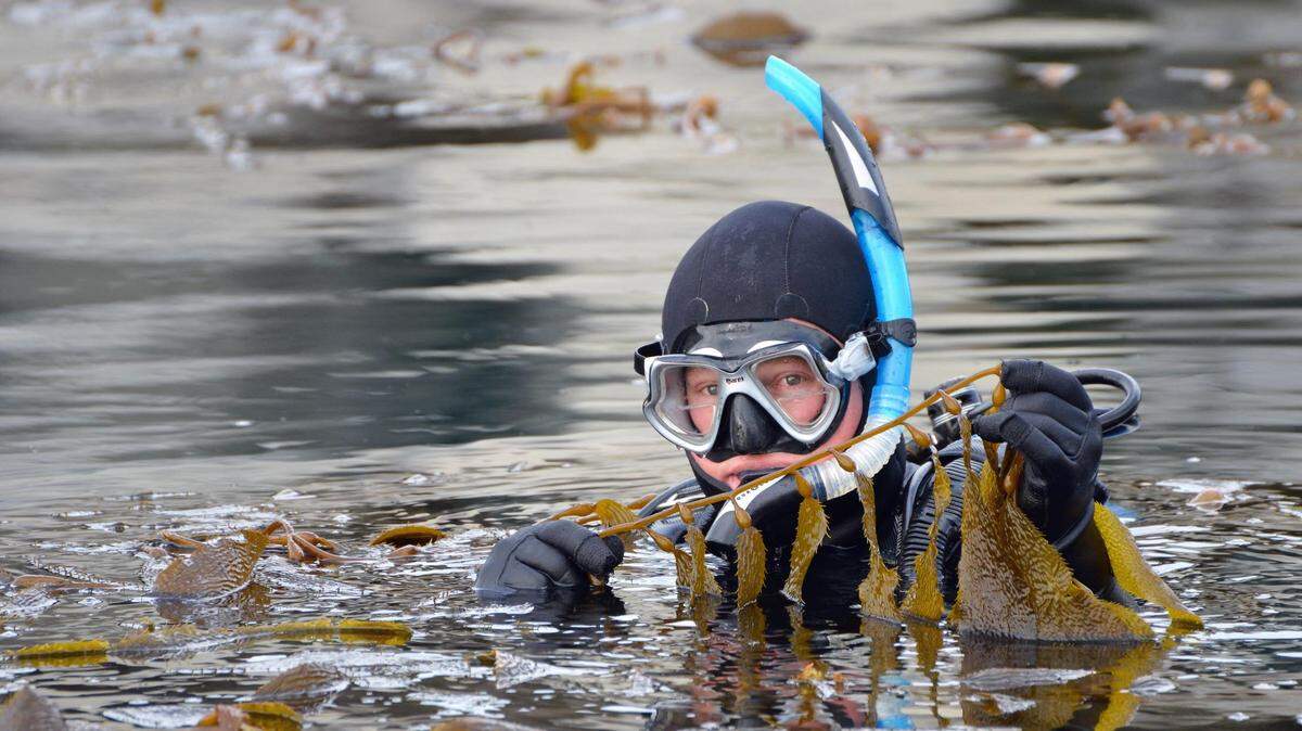 Jim Kelly holds up some great kelp.
