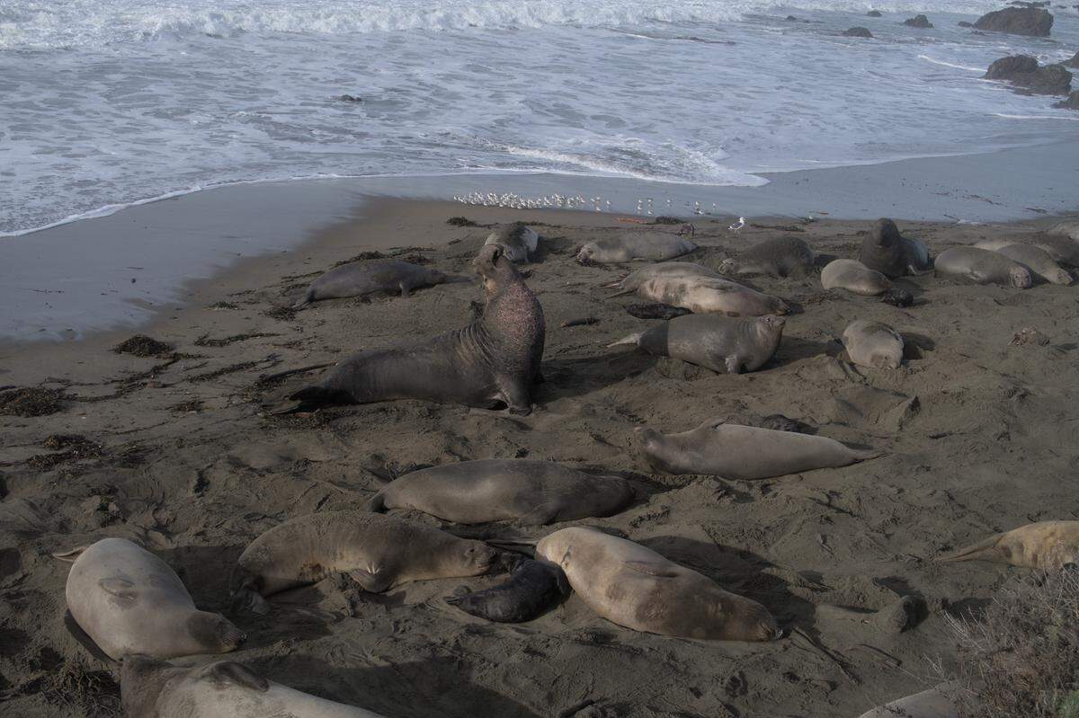 This beachmaster still reigns over his domain at the Piedras Blancas elephant seal rookery north of San Simeon.