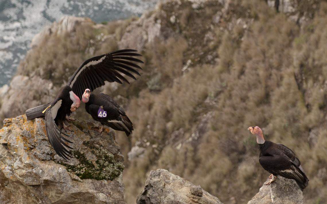 Big Sur California condor 204 (male, Amigo, head bowed) courts 646 (female, Kodama), while 470 (male, Fuego) looks on in a trio courtship.