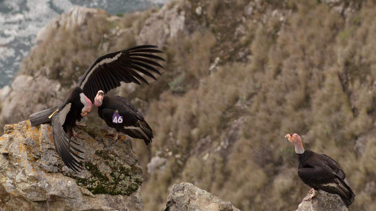 Big Sur California condor 204 (male, Amigo, head bowed) courts 646 (female, Kodama), while 470 (male, Fuego) looks on in a trio courtship.