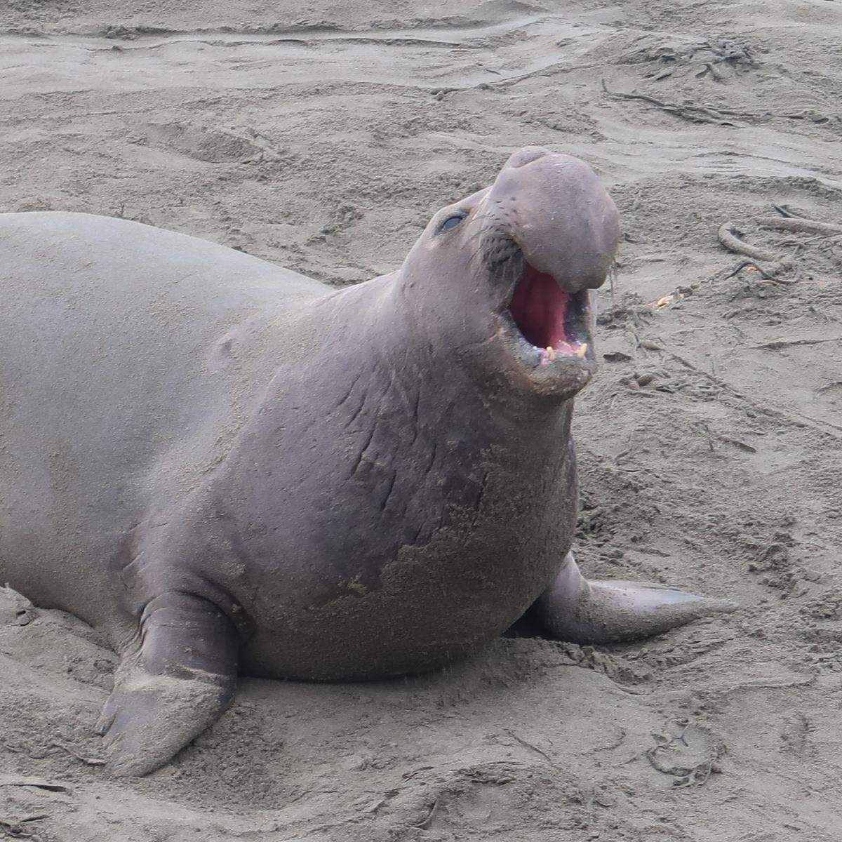 This younger elephant seal bull is ready to challenge others at Piedras Blancas in 2020.