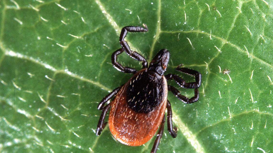 Deer ticks, or black-legged ticks, like the one seen in this file photo can transmit Lyme disease through a bite.