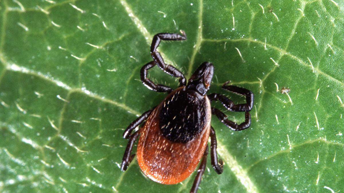 Deer ticks, or black-legged ticks, like the one seen in this file photo can transmit Lyme disease through a bite.