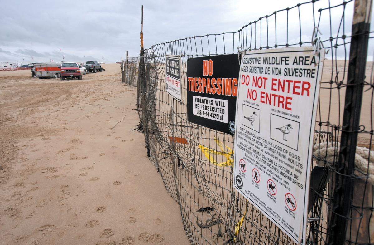 Part of the Oceano Dunes State Vehicular Recreation Area is fenced off to off-road vehicles during snowy plover nesting season. Pets, cars, people are banned from the area.