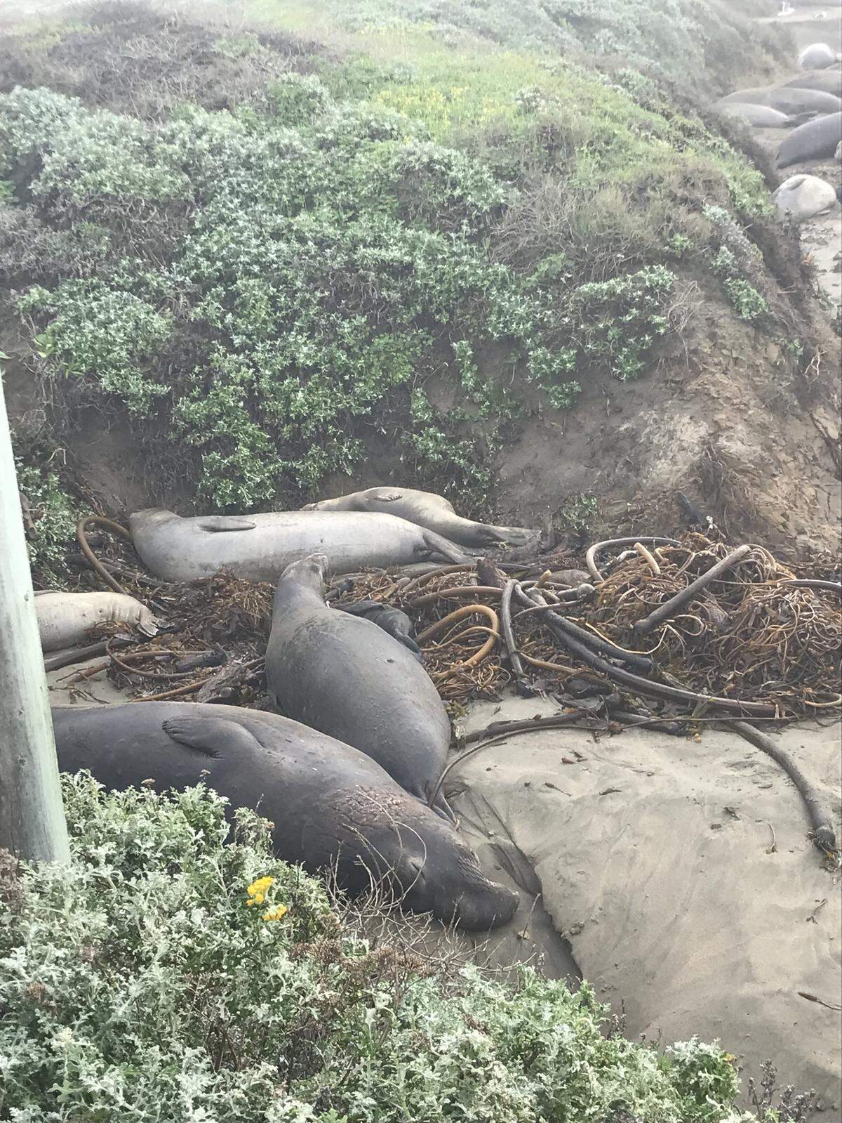 A elephant seal pup finds safety in a pile of kelp at the Piedras Blancas rookery north of San Simeon.