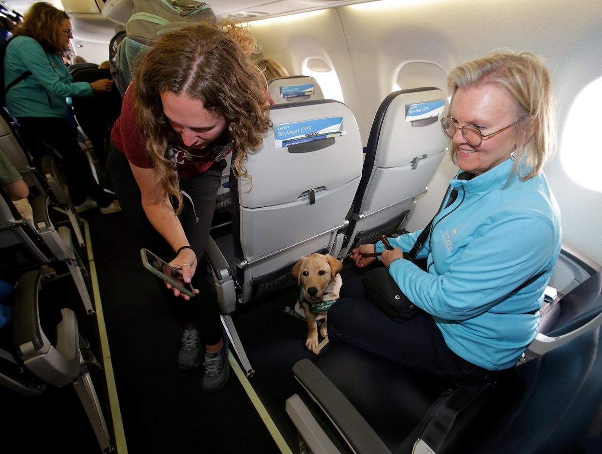 Guide Dogs for the Blind puppy raisers led guide dogs in training through San Luis Obispo County Regional Airport on May 3, 2025, to learn classic functions of an airport and familiarize themselves with noises and security. Here, volunters gather on an Alaska Airlines jet and take photos of the guide dogs and each other.